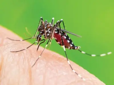 Aedes Mosquitoes