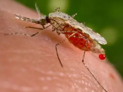 Anopheles Mosquitoes
