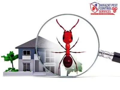 Ant Fumigation