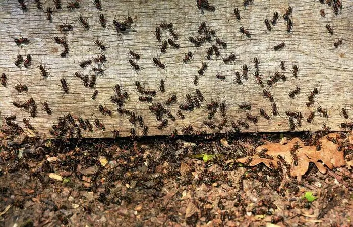 Ant control in Rawalpindi and Islamabad
