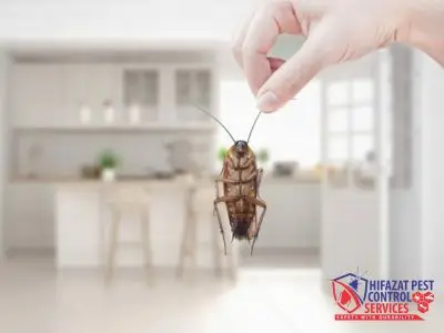 Cockroach Fumigation
