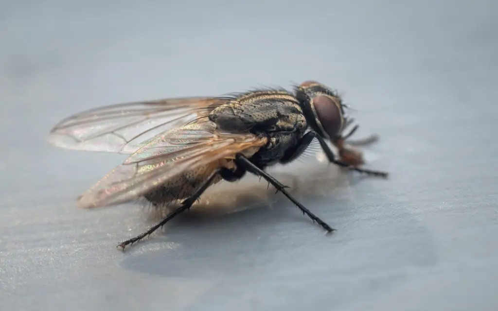Fly Exterminator in Rawalpindi