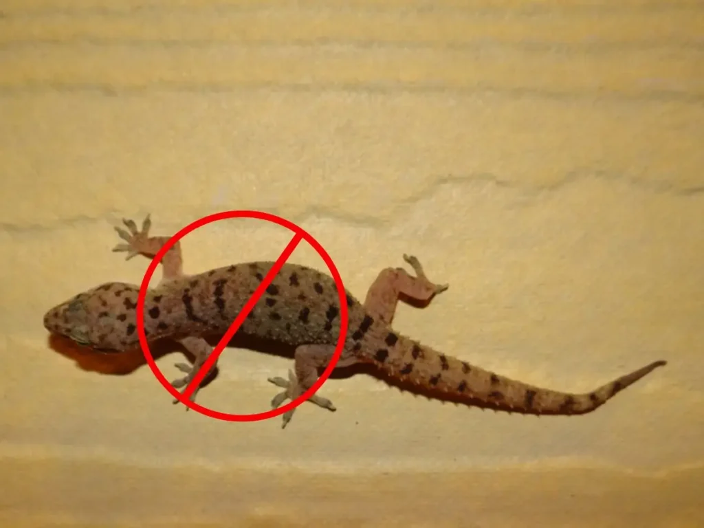 Lizard Control Services in Islamabad, Rawalpindi & Murree