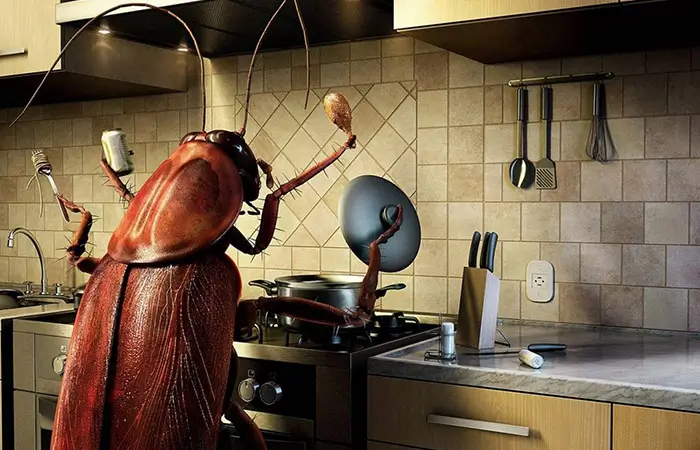 cockroach exterminator in Rawalpindi