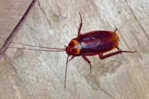 American Cockroach