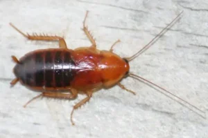 Brown-Banded Cockroach