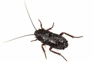 Oriental Cockroach