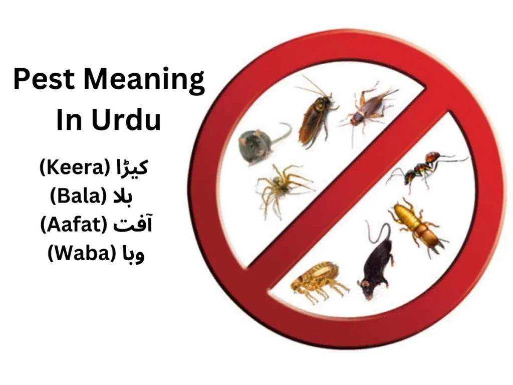 Pest Meaning In Urdu